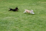 Small chase