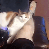 cat slow bite
