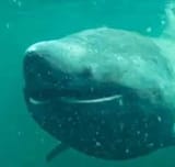 baskingshark