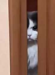 angry-angry-cat_thumb.jpg