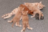 close-up-ginger-fluffy-mother-cat-nursing-her-babies-kittens-ginger-mother-cat-nursing-her-babies-kittens-129182317
