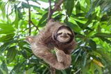 sloth