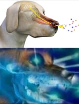 the smell