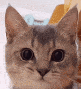 wow-cat