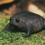 rain-frogs12-630146398