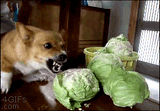 holy shit I&#039;m drunk fuck you cabbage