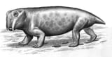 Lystrosaurus