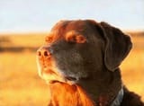 good boy