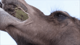camel-acegif-50-camel-eating-cactus-preview-3967221677
