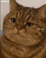 calculation-cat