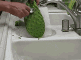 maractus in sink