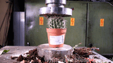 cactus crushed