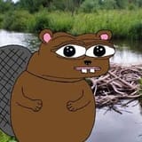 beav