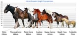 Horse-Breeds-Height-Comparison-2