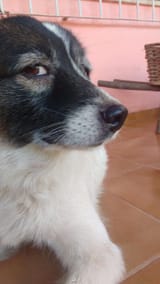 suspicious doggo is suspicious