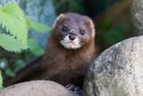 Mink