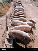 1980s-row-of-pigs-feeding-from-trough-on-farm-CMRJ7F-328135501