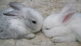bun_kees