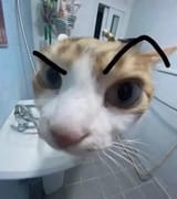 thinkingcat