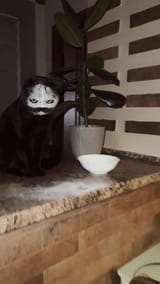 FujCVuaWcAEf_zH