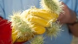 jumping_cholla