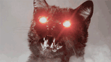 cat rage