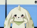 terrier_blush
