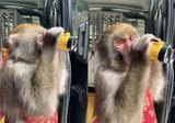 seeingmonkey