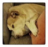 lets-see-your-sleepy-dog-pics-v0-5somipmerv3c1