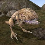 guar