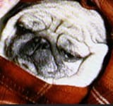 boggaoagbasagrewsafshrsffgv