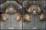 Tarantula-ventral-sexing-identify-the-sex-of-Australian-tarantulas_webp