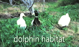 dolphin_habitat