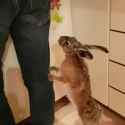 This bunny is naked._thumb.jpg