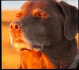 dog-accepting-fate-meme