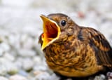 screaming-birds-at-home