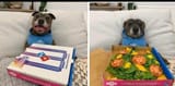 dog pizza