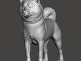 shiba-3d-model