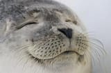 satisfied-seal-meme-template-full-c0e96216