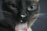 cat yogurt