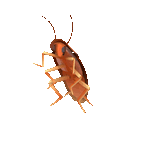 cockroach