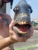 sheepshead-fish-1-2bdb43d0d4144a09939784165932b113