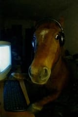 horse gaming