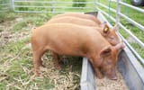 Feed-Pellets-Application-for-Pig-Breeding