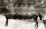 1928horse_lg