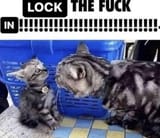 locktfin