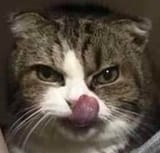meeooow