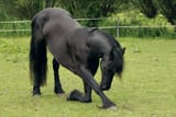 kneeling horse