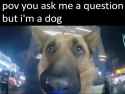 dog_thumb.jpg