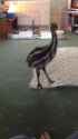 Happy Emu_thumb.jpg